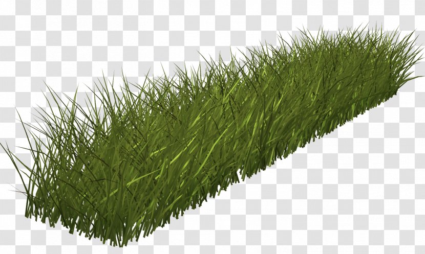 Grass Green Lawn Clip Art - Photography Transparent PNG