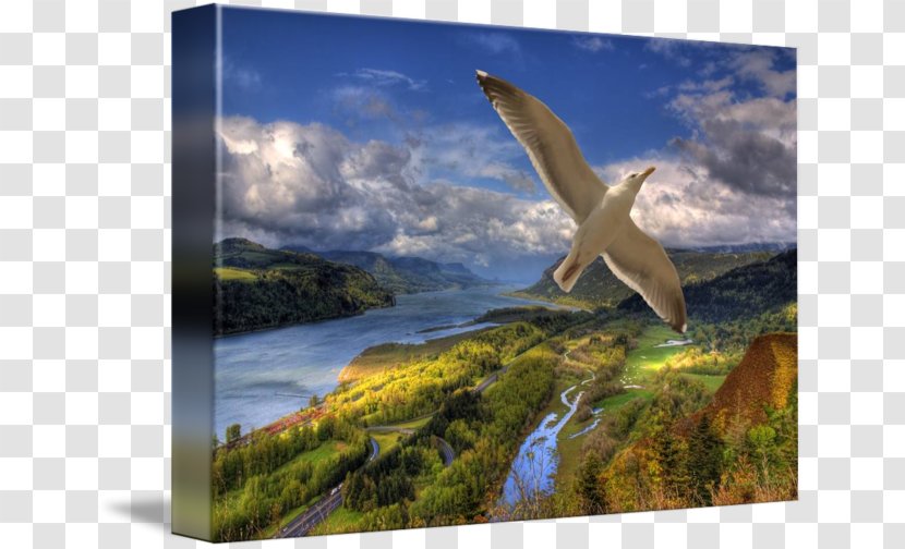 Columbia River Gorge Gallery Wrap Ecosystem Wildlife Canvas - Endodontics Transparent PNG