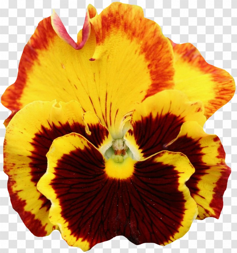 Pansy Flower Orange Clip Art - Garden Transparent PNG
