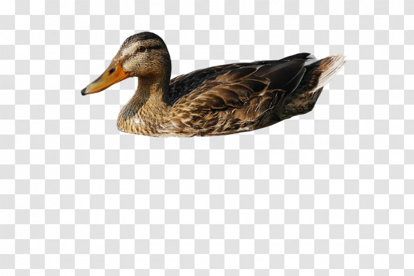 American Pekin Duck Mallard Download - Image File Formats Transparent PNG