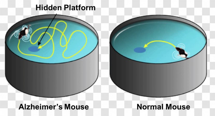 Rat Morris Water Navigation Task Maze Mouse - Technology Transparent PNG