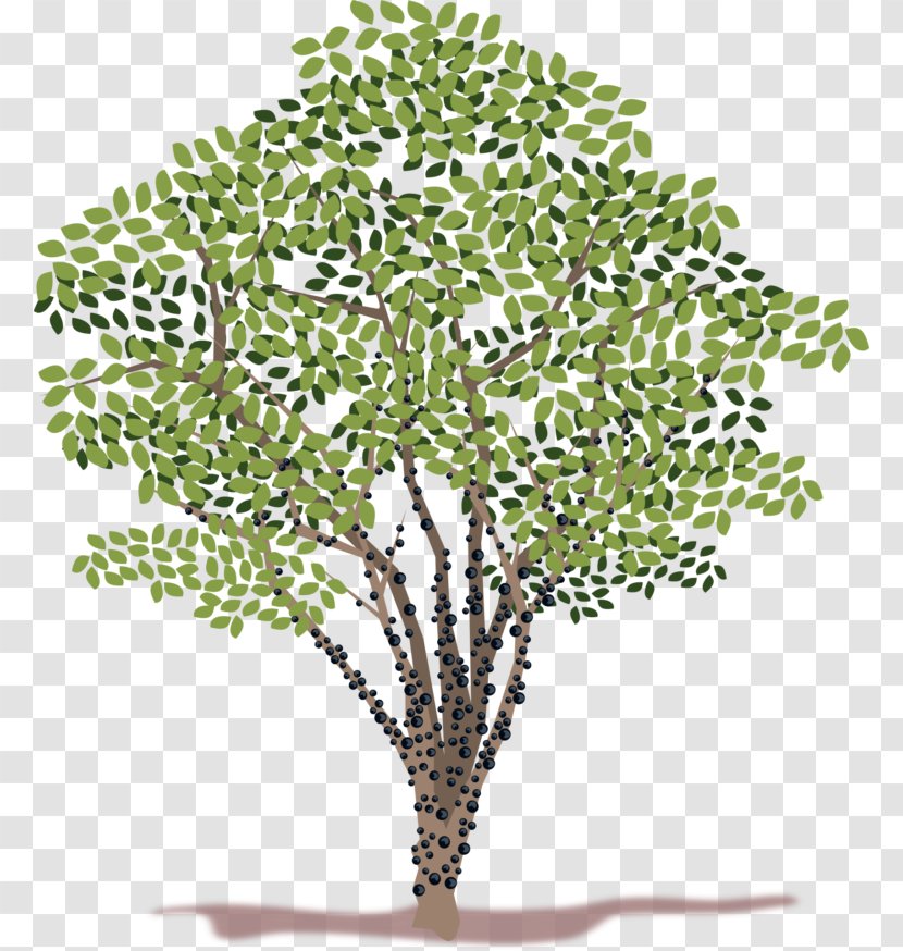 Jabuticaba Tree Clip Art - Plant Stem Transparent PNG