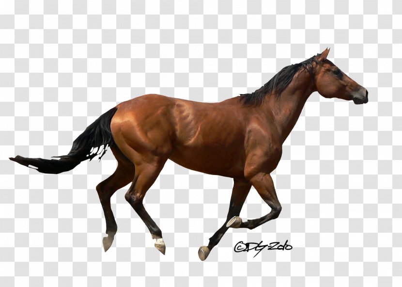 Mustang Andalusian Horse American Quarter Stallion Foal - Like Mammal Transparent PNG