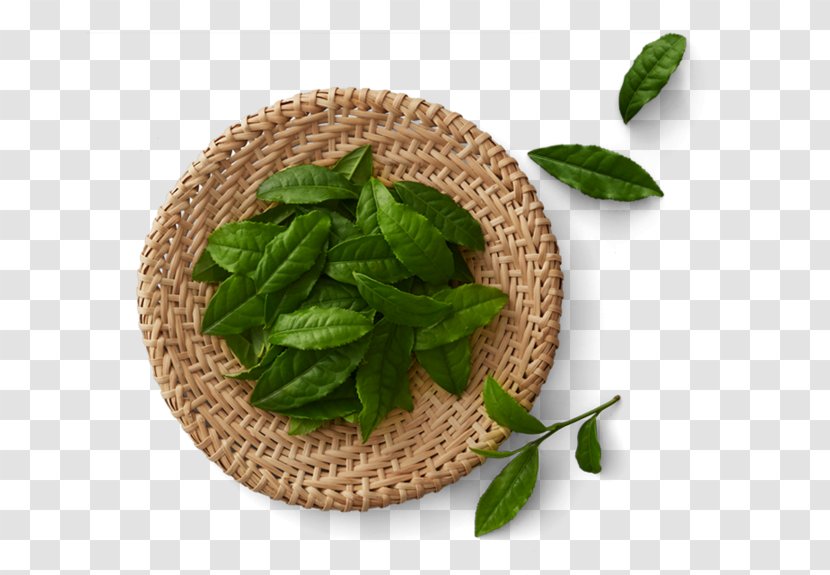 Green Tea Matcha Production In Sri Lanka Black Transparent PNG