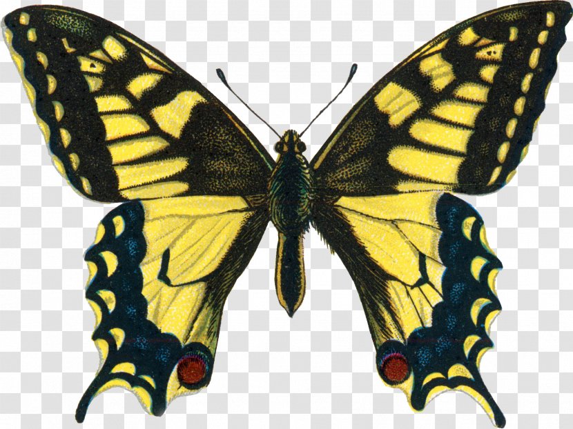 Swallowtail Butterfly Insect Papilio Machaon Troilus - Butterflies And Moths Transparent PNG