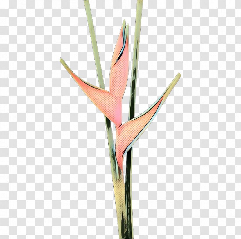 Bird Of Paradise - Pedicel Heliconia Transparent PNG