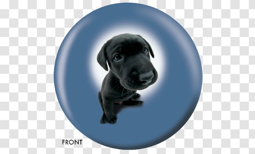 Labrador Retriever Puppy Internet Forum Blog Guestbook Transparent PNG
