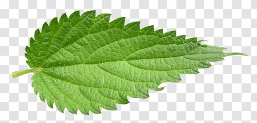 Common Nettle Leaf Plectranthus Scutellarioides - Plant Transparent PNG