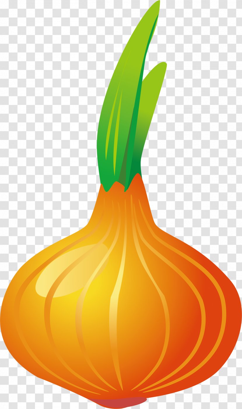 Pumpkin Calabaza Vegetable Onion Garlic - The Germination Of Transparent PNG