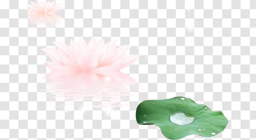 Leaf Guyu - Flower - Lotus Transparent PNG