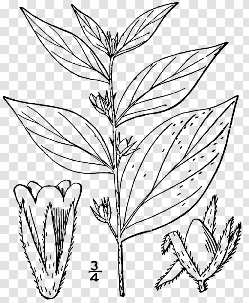 Lithospermum Latifolium Borage Plant Genus - Stem Transparent PNG