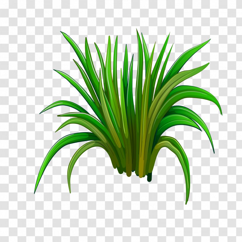 Leaf Herbaceous Plant - Drawing - Green Grass Transparent PNG