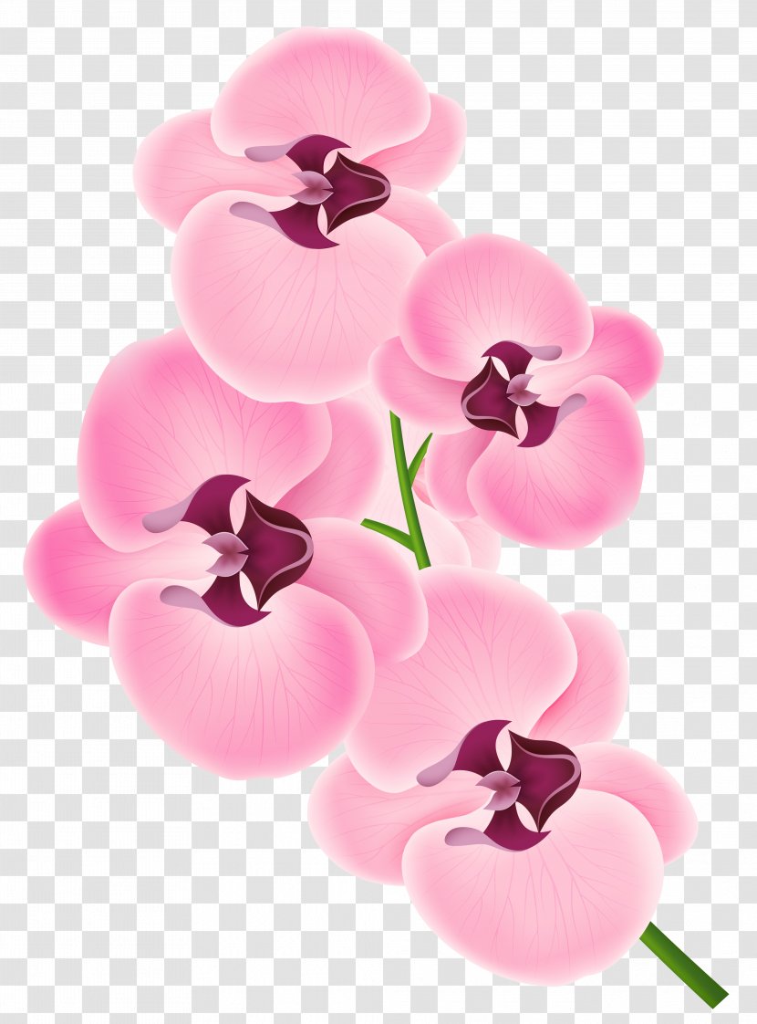 Orchids Clip Art - Flowering Plant - Pink Orchid Clipart Image Transparent PNG