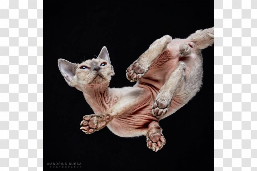 Sphynx Cat Kitten Show Felidae Meow - Like Mammal Transparent PNG