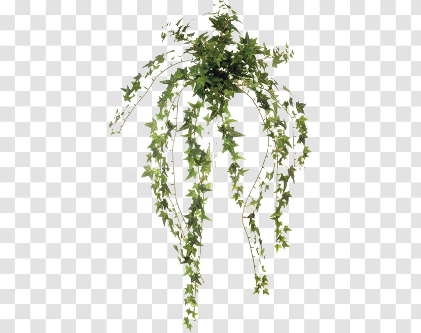 Leaf Common Ivy Plant Vine Twig - Flowerpot - Moss Transparent PNG