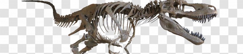Velociraptor Tyrannosaurus Albertosaurus Late Cretaceous Daspletosaurus - Dinosaur Fossils Transparent PNG