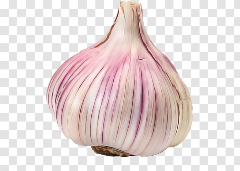 Garlic Red Onion Shallot Purple Red Transparent PNG