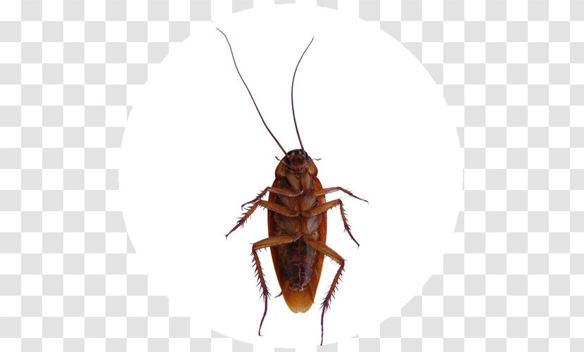 Australian Cockroach Pest Control German - Termite Transparent PNG