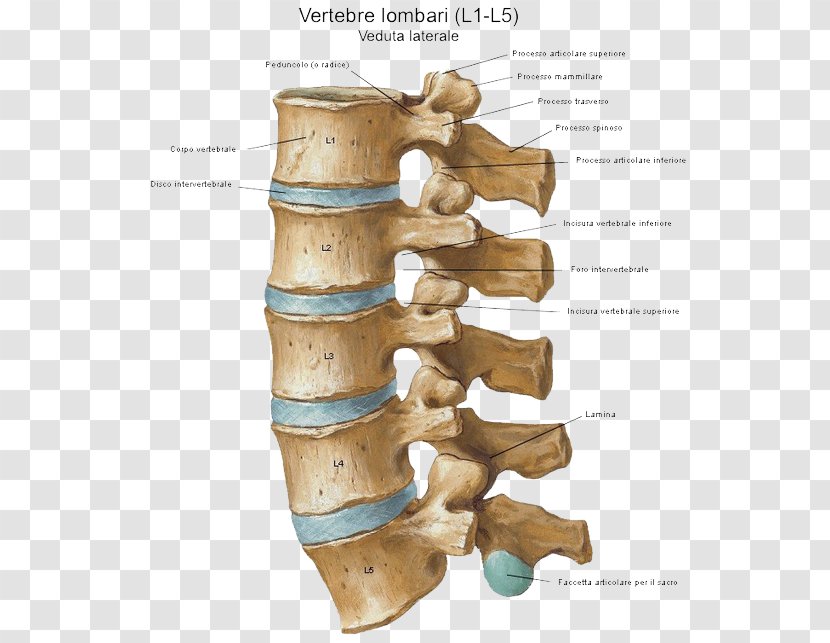 Intervertebral Disc Vertebral Column Sacroiliac Joint - Facet - EA SPORT Transparent PNG