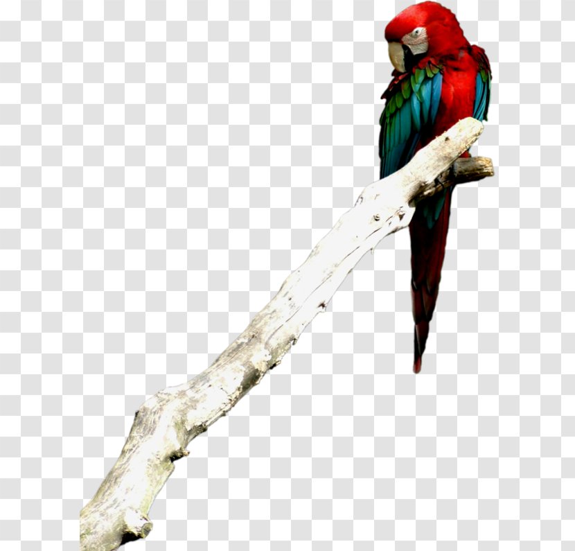 Budgerigar True Parrot Macaw - Parakeet - Color On Tree Branch Transparent PNG