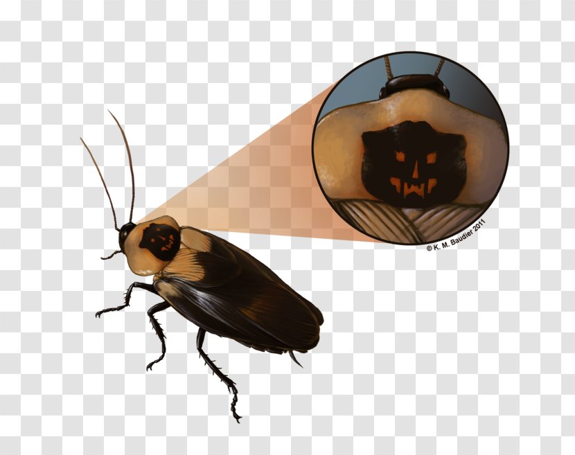 Death's Head Cockroach Insect Madagascar Hissing - Blaberus Transparent PNG