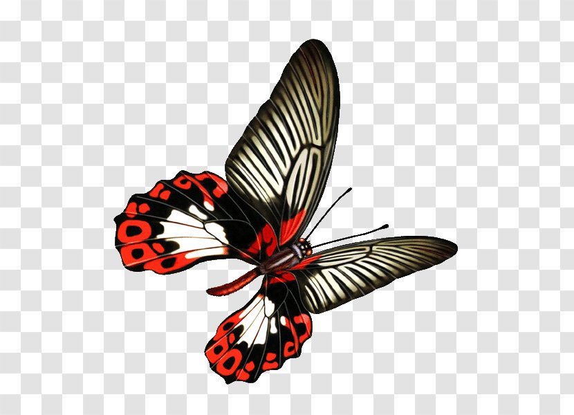 Monarch Butterfly - Insect Transparent PNG