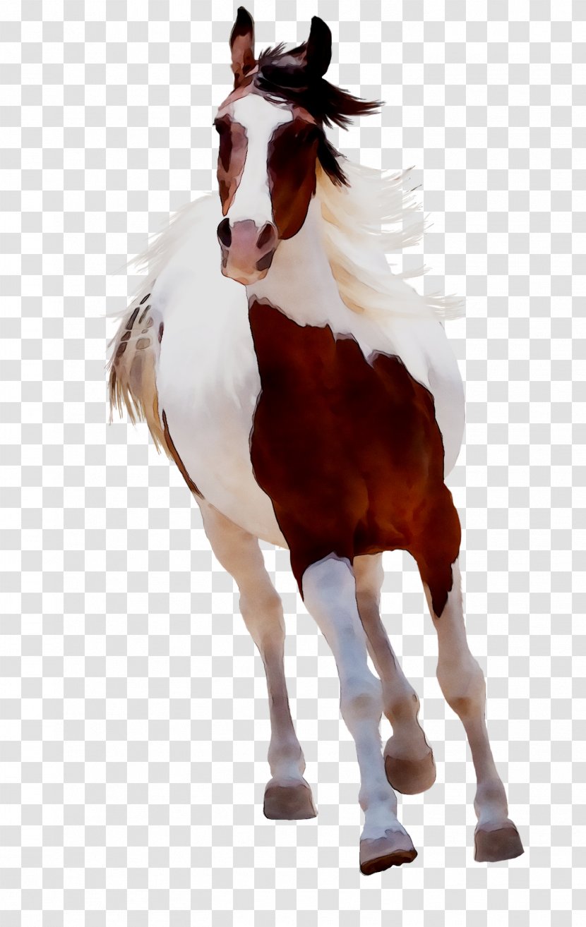 Mustang Mare Foal Stallion Halter - Rein Transparent PNG