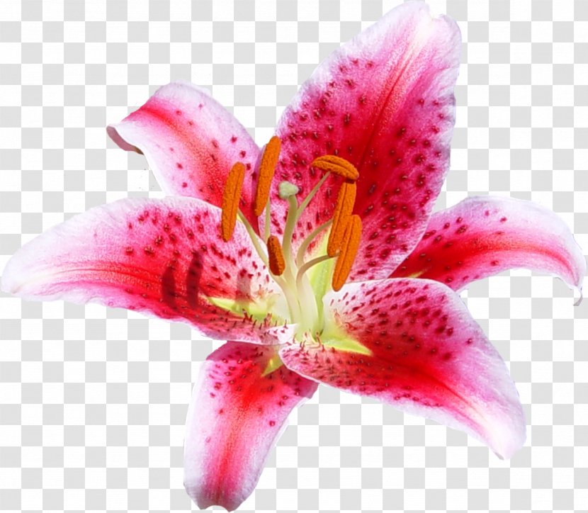 Cut Flowers Lily Coral Floral Design - Petal - Arum Transparent PNG