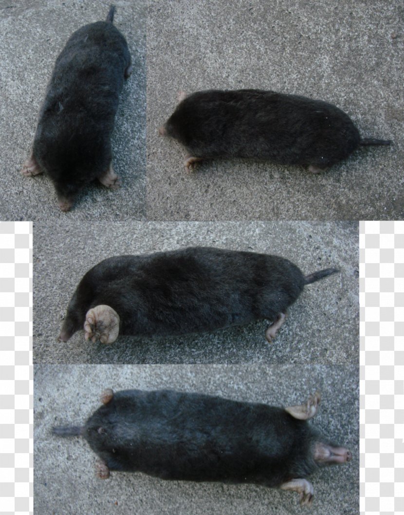 Pig Peccary Snout Fauna - Like Mammal Transparent PNG