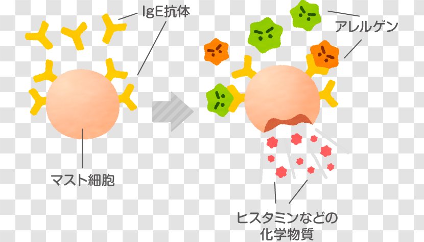 Immunoglobulin E Food Allergy Antibody Transparent PNG