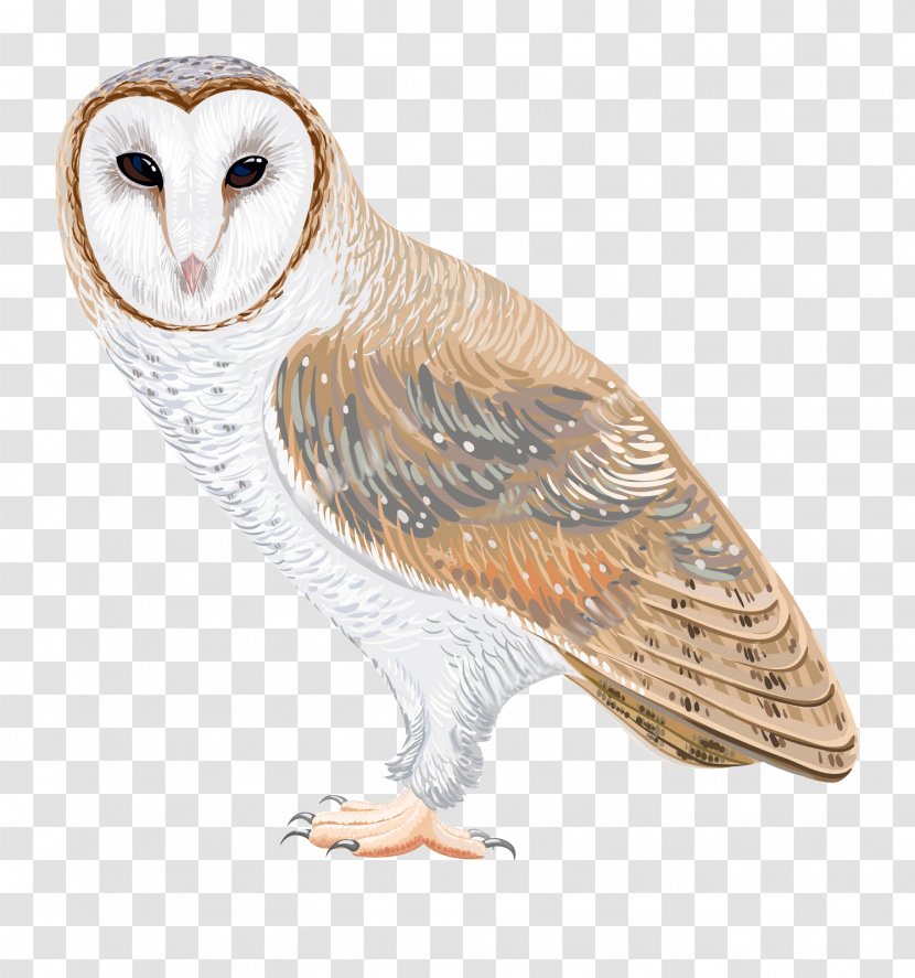 Barn Owl Drawing Clip Art - Watercolor Transparent PNG