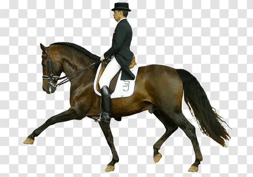 Hunt Seat Dressage Stallion Rein Andalusian Horse - Equestrian Sport - CABALLOS Transparent PNG