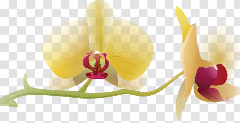 Flower Moth Orchids Clip Art - Lilium - Orchid Transparent PNG