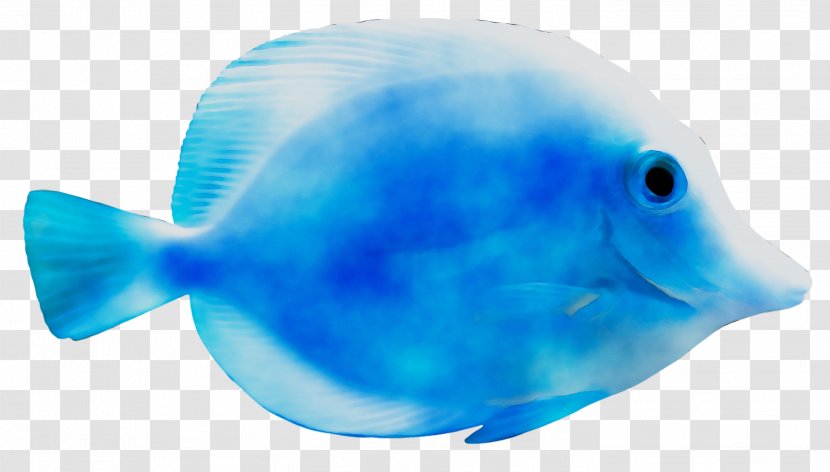 Marine Biology Mammal Water Plastic - Fin - Cobalt Blue Transparent PNG