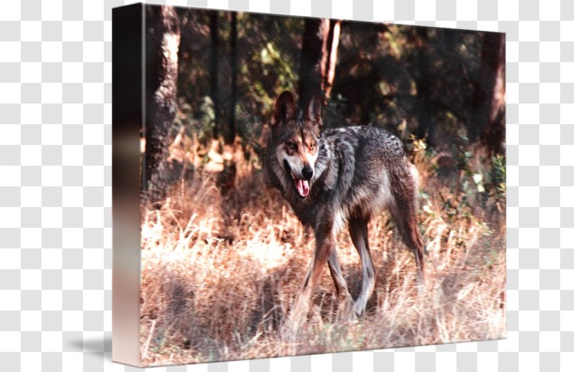 Coyote Gray Wolf Red Jackal Snout Transparent PNG