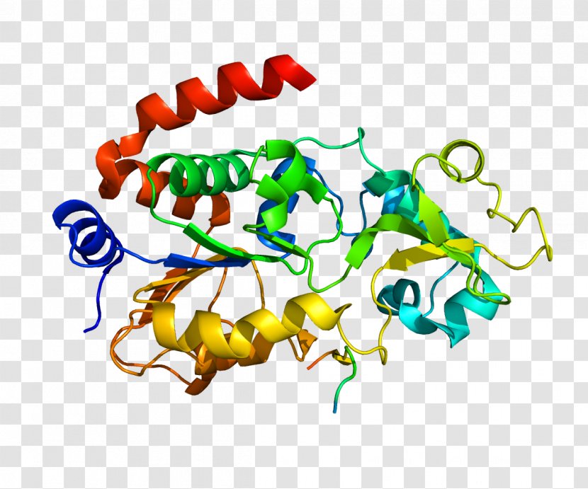 Sirtuin 3 1 Protein Cell - Research - Gene Transparent PNG