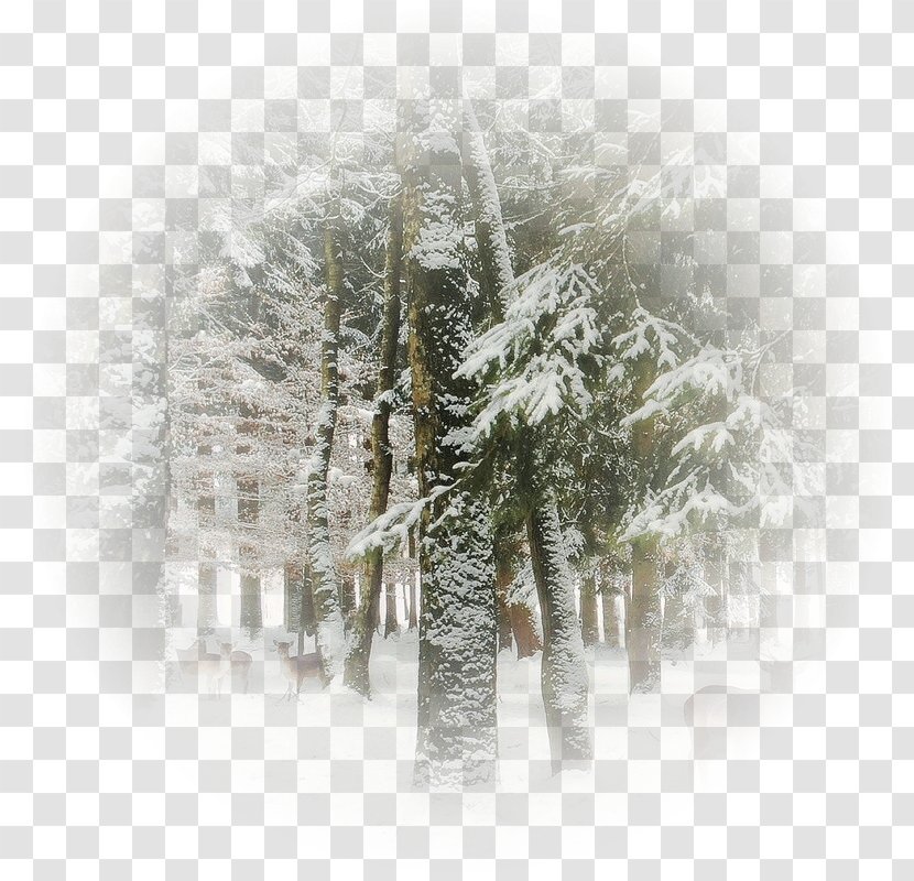 Image Season Winter Blizzard - Pine Family - Branch Transparent PNG