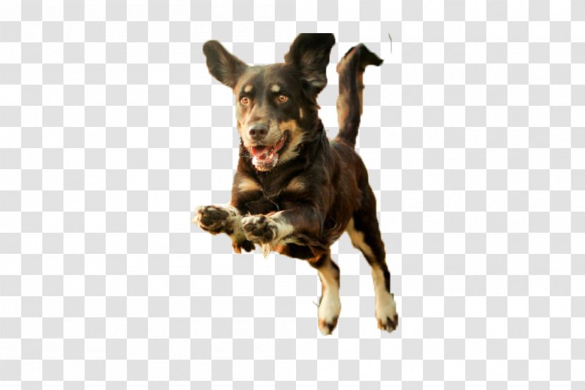 Dog Puppy Runs - Snout - Running Transparent PNG