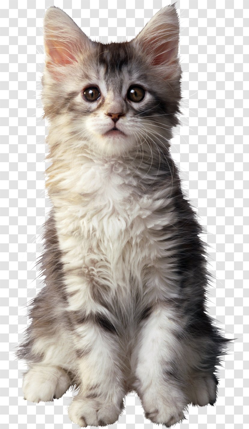 Kitten Siberian Cat Siamese Pixie-bob - Ragamuffin Transparent PNG