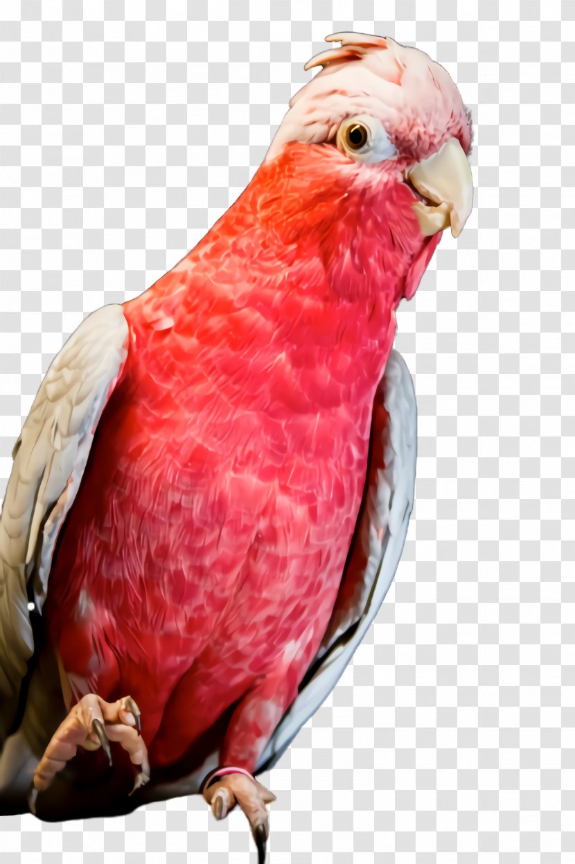 Feather - Red - Closeup Transparent PNG