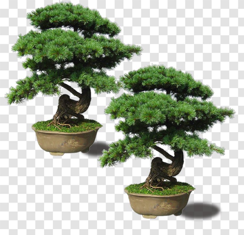 Japanese Maple Pinus Thunbergii Plant Bonsai - Densiflora - Upright Emerald Pine Transparent PNG