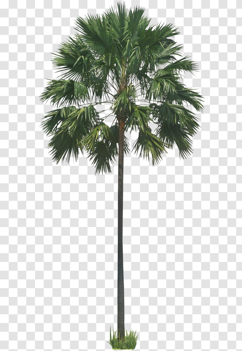 Stone Pine Saribus Rotundifolius Arecaceae Tree - Wodyetia - Palm Transparent PNG