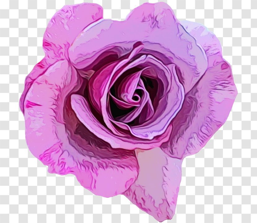 Garden Roses - Rose - Floribunda Family Transparent PNG