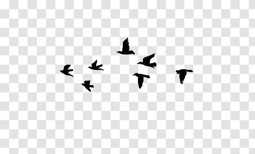 Bird Flight - Symmetry - Flying HD Transparent PNG