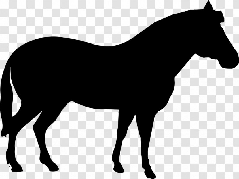 American Quarter Horse Mare Animal Silhouettes Stallion Clip Art - Pony - Snout Transparent PNG
