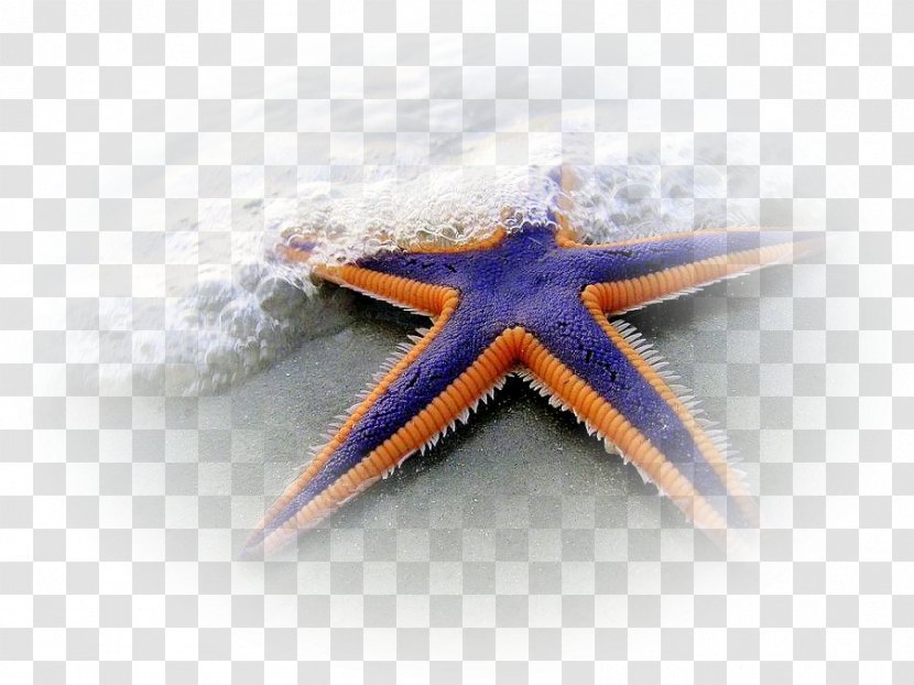 Echinoderm Starfish Hagfish Brittle Star Sand Dollar - Annelid Transparent PNG