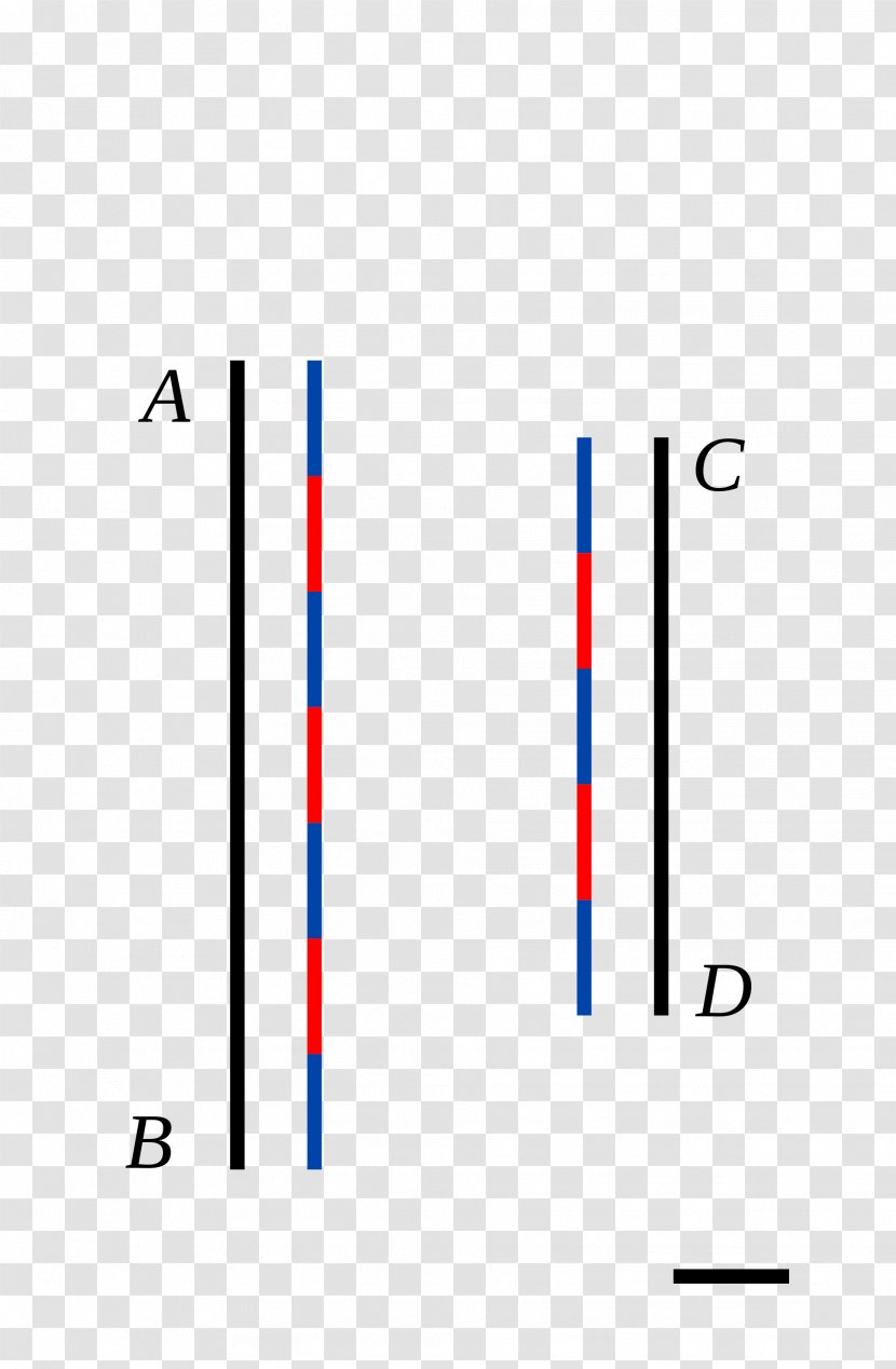Line Segment Commensurability Dielo Public Domain Wikimedia Commons - Diagram - Algebra Pictures Transparent PNG