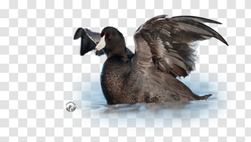 Duck Goose Feather Beak Wildlife - Livestock Transparent PNG