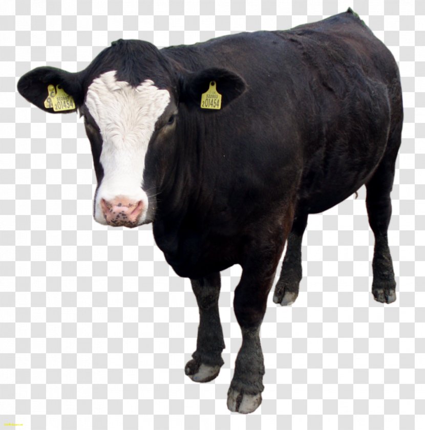 Holstein Friesian Cattle Welsh Black Calf Bull - Clarabelle Cow Transparent PNG