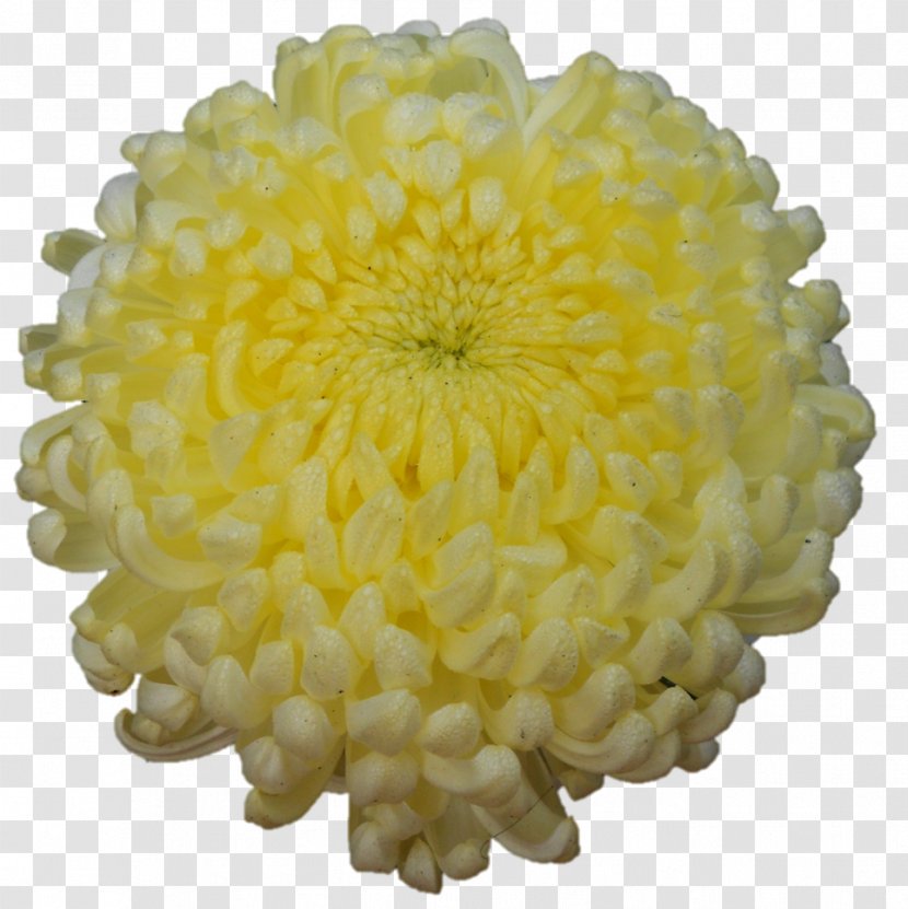 Chrysanthemum Cut Flowers Dahlia Petal Transparent PNG